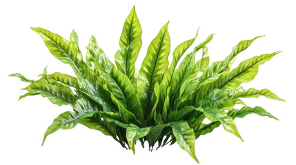 Poster - Lush green leaves in various shades creating a vibrant, natural decoration with a transparent background perfect for design purposes