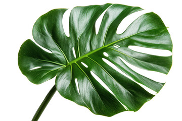 Poster - Elegant green monstera leaf on a transparent background perfect for design projects, eco-friendly themes, or botanical illustrations
