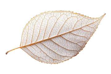Poster - Elegant green monstera leaf on a transparent background perfect for design projects, eco-friendly themes, or botanical illustrations