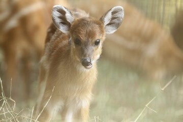 Wall Mural - portrait of a cute sitatunga