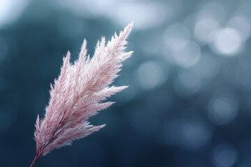 Poster - Delicate pampas grass plume with soft feathery texture, set against dreamy blue bokeh background, evokes calm and tranquil natural atmosphere