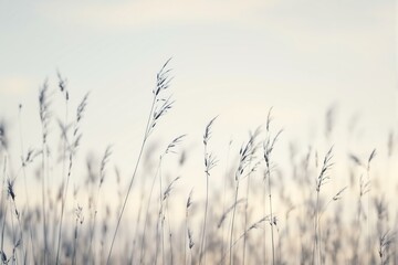 Naklejka na meble Delicate wild grasses in soft focus against a pale sky.