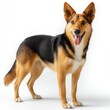 © sun - A happy brown and black dog stands proudly against a white background today.