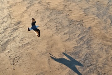 Leinwandbilder - Seagull Glides Above Sandy Shore Casting Shadow on Tranquil Beach at Sunset Generative AI