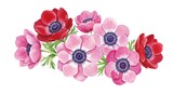 Floral arrangement of anemone flowers pink and red