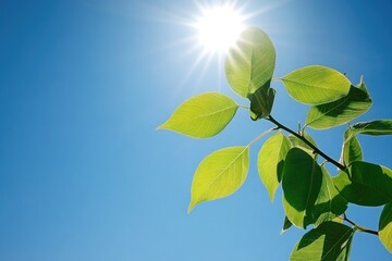 sunlight on vibrant leaves against a clear sky