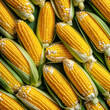 © Stacy - a group of corn on the cob
