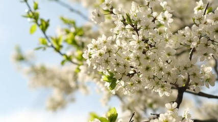 Poster - White Blossoms on a Tree Sway Gently in the Spring Breeze Under Bright Blue Sky Near a Park