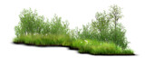 grass on white background/Lush green shrubs and foliage growing naturally among tall grass.