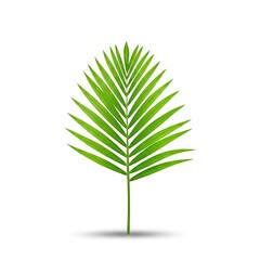palm tree branch isolated on white background