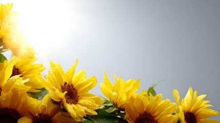 Poster - Macro shot showcases bright yellow sunflower petals enhanced by morning dew and backlighting, creating a vivid, cheerful atmosphere with ample copy space