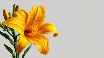 Aufkleber - Single flower in sharp focus reveals brilliant yellow pollen and detailed anthers against a clean white base, highlighting its natural beauty and design