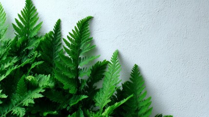 Poster - Fern tips slowly unfurl and stretch towards light, set against a smooth white surface. The contrast highlights the vibrant green tones of the foliage