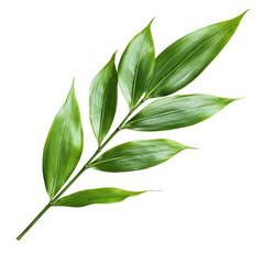 vibrant green tropical leaf branch isolated on black background botanical photography
