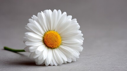 Leinwandbilder - Close-up of a single chamomile flower featuring white petals and a yellow center set against a soft gray background, perfect for calming decor or design