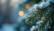 © yuwaree - Sparkling silver tinsel draped over a frosted pine branch ,  festive season, frosted