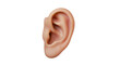 © Laura - Isolated Human Ear Close-up Anatomy Hearing