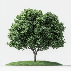 lush green deciduous tree on a small grassy mound