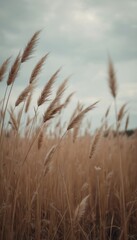 Naklejka na meble Phragmites sway against cloudy sky. Natural landscape serene beige tones, calm atmosphere. Meadow with grass, plants. Wind blows sunlight over beige reeds. Beautiful texture, horizontal color image.