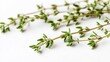 © Nasr - Side view of a few fresh thyme sprigs placed on a white background highlighting their fine texture overlay cut out on isolated transparent removed background