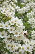 © retirementfun - Busy bees gather nectar from pristine white blossoms in a vibrant spring garden , nature, white flowers