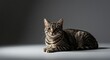 © Vagner - Adorable Tabby Kitten Posing Gracefully on a Grey Background: A Stunning Pet Photography Image Perfect for Pet-Related Projects
