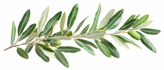 Olive branch with green olives, isolated