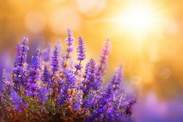 vibrant lavender flowers blooming in a sunny field with warm sunlight and clear sky background.