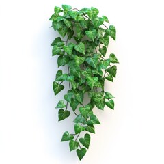 Wall Mural - Lush Green Trailing Ivy Vine Climbing on White Wall   Botanical Organic Foliage Background