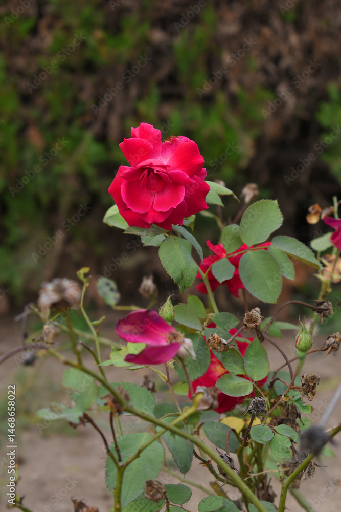 Beautiful red rose flower closeup in garden, A very beautiful red rose flower bloomed on the rose tree, Rose flower closeup, bloom flowers, Natural spring flower, Natural floral background,