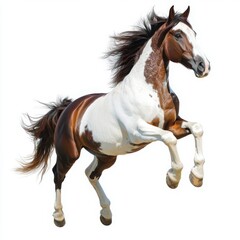 pinto horse rearing up majestically on a white background