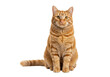 © succsifystd - Ginger tabby cat seated  isolated on transparent png