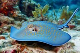 Bluespotted ribbontail ray swimming over coral reef in the ocean