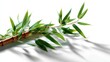 © Suphawan - Isolated bamboo stem with leaves, styled on pure white background with soft shadows