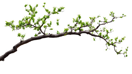 Isolated Tree Branch on Transparent and White Background