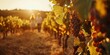 © ryu - Golden hour grape harvest as couple stroll through sunlit vineyard rows