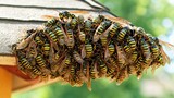 Large cluster of wasps on a roof.  A dense collection of wasps clinging together, forming a large mass.  The wasps are yellow and black striped insects. They are clustered near a roofline