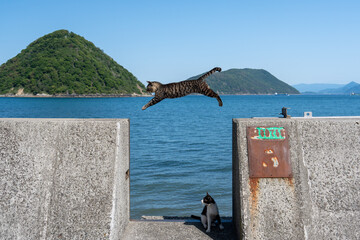 Wall Mural - 佐柳島のジャンプする猫