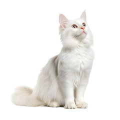  british kitten on white