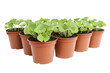 © Sadika Islam - Seedlings in pots isolated on transparent background