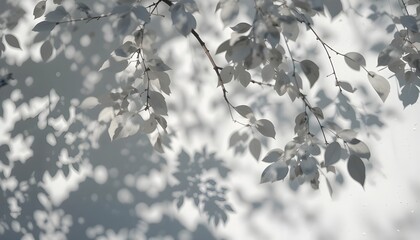  Abstract natural tree leaves shadow on white wall background
