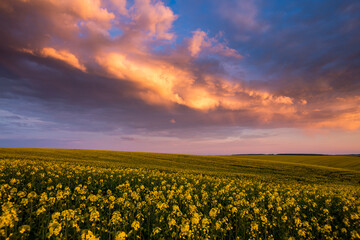 Aufkleber - Spectacular yellow rapeseed field under a vibrant sky painted with purple and pink hues at dusk.