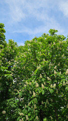 Wall Mural - spring flowering chestnut tree on blue sky background