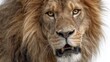 © KASUEMA SALAE - Close-up of a lion is fierce face, capturing the power and majesty of the wild, isolated on white background