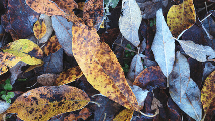Aufkleber - A pile of leaves with some brown spots on them. The leaves are scattered on the ground and some are on top of each other.