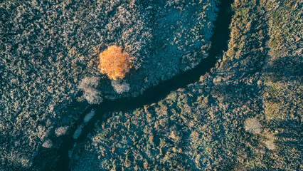Aufkleber - top view A tree is in the middle of a river. The tree is surrounded by water and trees. The water is calm and peaceful