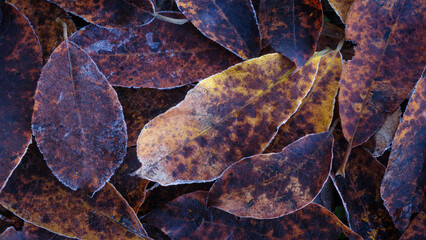 Aufkleber - top view close up of brown leaves with some frost on them. leaves are scattered and overlapping, creating a sense of depth and texture. mage evokes a feeling of autumn