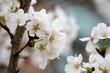 © LapTak - Close-up image of cherry blossom (sakura) blooming in Shek Mun, Hong Kong