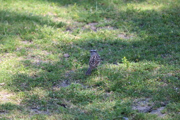white-crowned sparrow