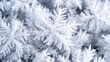 © ACE STEEL D - Intricate Frost Crystals on Winter Branches - Close-Up Macro Photography